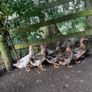 Farm yard ducks Image 4