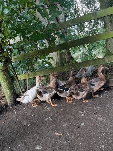Farm yard ducks