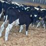 Fresian Bulls Image 5