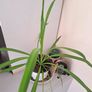 Spider plant Image 2