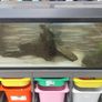 fish tank Image 7