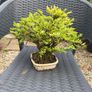 bonsai Image 2