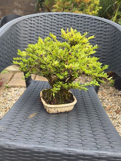 bonsai