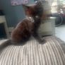 kittens Image 2