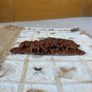 Handmade Botanical Paper Photo Album Pressed Leaf and Elephant Relief Craft Image 5