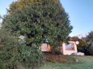 tree surgeon Image 6