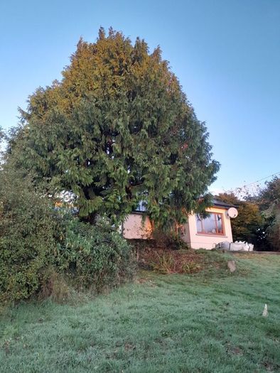 tree surgeon