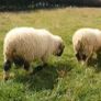 5 Valais Blacknose Breeding Rams for sale Image 9