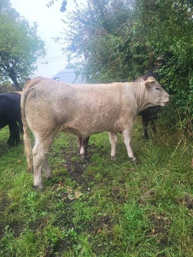 Organic  Cattle  Heifers