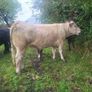 Organic  Cattle  Heifers Image 9
