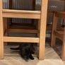 kitten Image 6