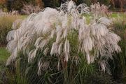 Silvergrass - Miscanthus 'Silver Charm' "Elephant grass"