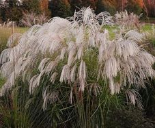 Silvergrass - Miscanthus 'Silver Charm' "Elephant grass"