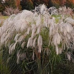 Silvergrass - Miscanthus 'Silver Charm' "Elephant grass"