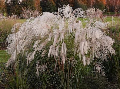 Silvergrass - Miscanthus 'Silver Charm' "Elephant grass"