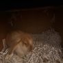 Purebred lop Rabbit male Image 4