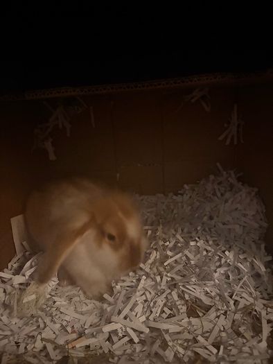 Purebred lop Rabbit male