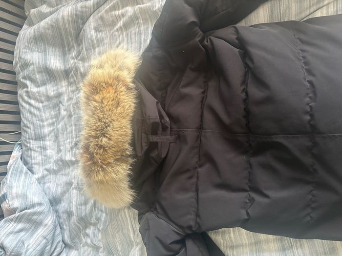 canada goose