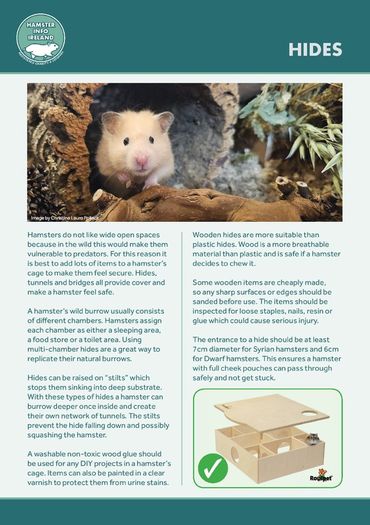 Hamster Care Guide