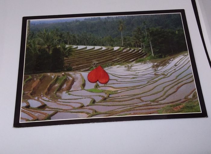 Bali Postcard : The Enchanting Terraces of The Lush Rice Field - 1989