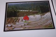Bali Postcard : The Enchanting Terraces of The Lush Rice Field - 1989