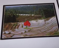 Bali Postcard : The Enchanting Terraces of The Lush Rice Field - 1989