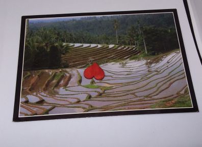 Bali Postcard : The Enchanting Terraces of The Lush Rice Field - 1989
