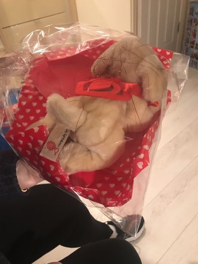 valentines beanie puppy with hearts