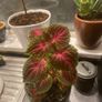 colues plant Image 4