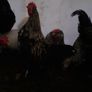 Poultry Image 6