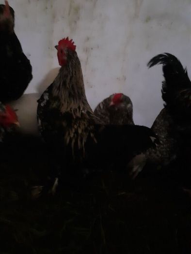 Poultry
