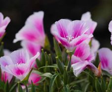 (G) Godetia Cattleya seeds 1g (600717)