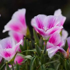 (G) Godetia Cattleya seeds 1g (600717)