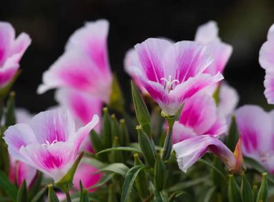 (G) Godetia Cattleya seeds 1g (600717)