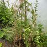 Passion Flower Plant Image 2