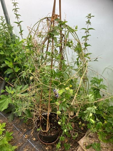 Passion Flower Plant