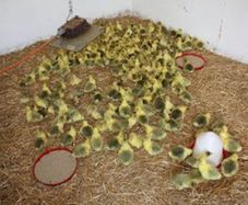 poultry; goslings and goose with goslings
