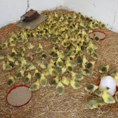 poultry; goslings and goose with goslings