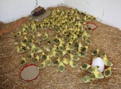 poultry; goslings and goose with goslings