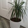 Dracaena Marginata / Dragon Tree Image 4