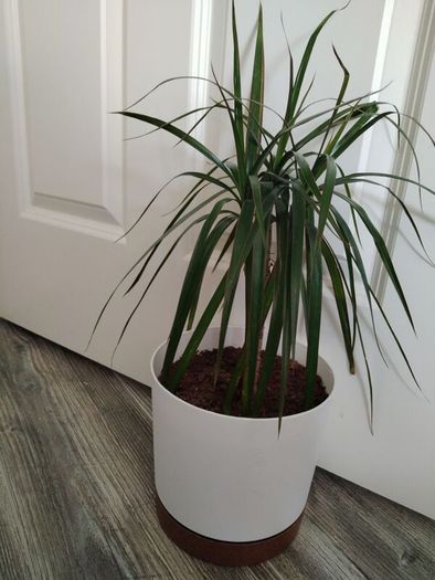 Dracaena Marginata / Dragon Tree