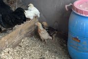Game birds  and bantam