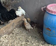 Game birds  and bantam