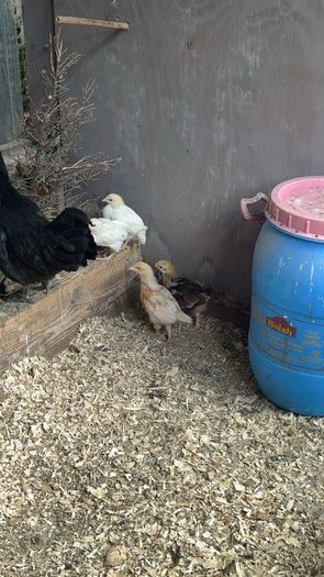 Game birds  and bantam