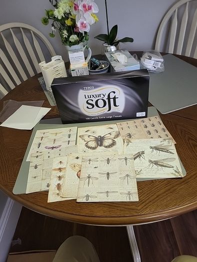 Entemology cards