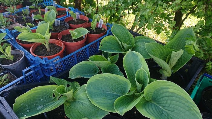Hosta Seeds and Hosta Plants