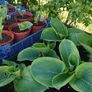 Hosta Seeds and Hosta Plants Image 3