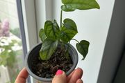 monstera siltepecana
