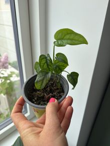 monstera siltepecana
