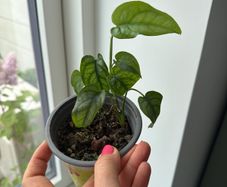 monstera siltepecana